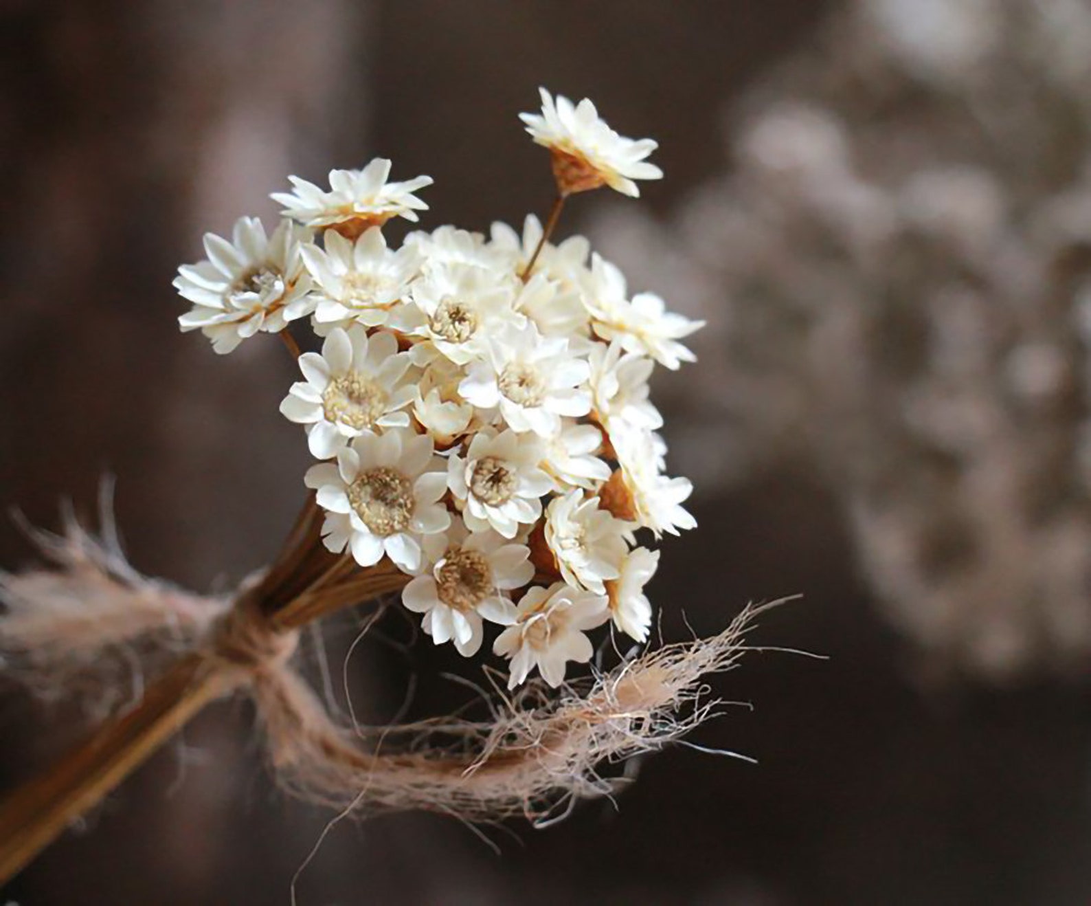 Dried Star Flowers14 Dried Flowers Arrangement Flowers for Etsy