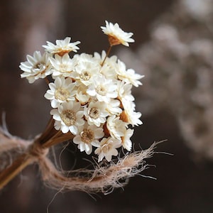 dried  star flowers，14”  dried flowers arrangement， flowers for vase，craft supplies，  DIY flowers materials for  candle，soap，resin jewelery