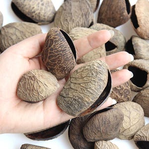 May include: A selection of brown, textured seed pods, some open to show a dark interior. The pods are held in a hand, with others scattered in the background. The pods have a natural, organic appearance.