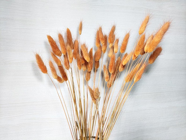 dark orange lagurus grassdried bunny tails grass bundlegrass bouquet for vase DIY craft supportwedding grass decor image 4