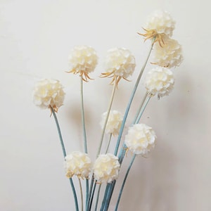 dried Scabiosa pods  flower decoration, dried flower arrangement home office wedding decoration,dried flowers for vase flowers craft support