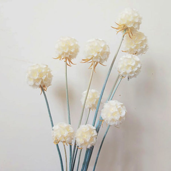 Decoración de flores de vainas de Scabiosa secas, arreglo de flores secas decoración de la boda de la oficina en el hogar, flores secas para flores de jarrón soporte artesanal
