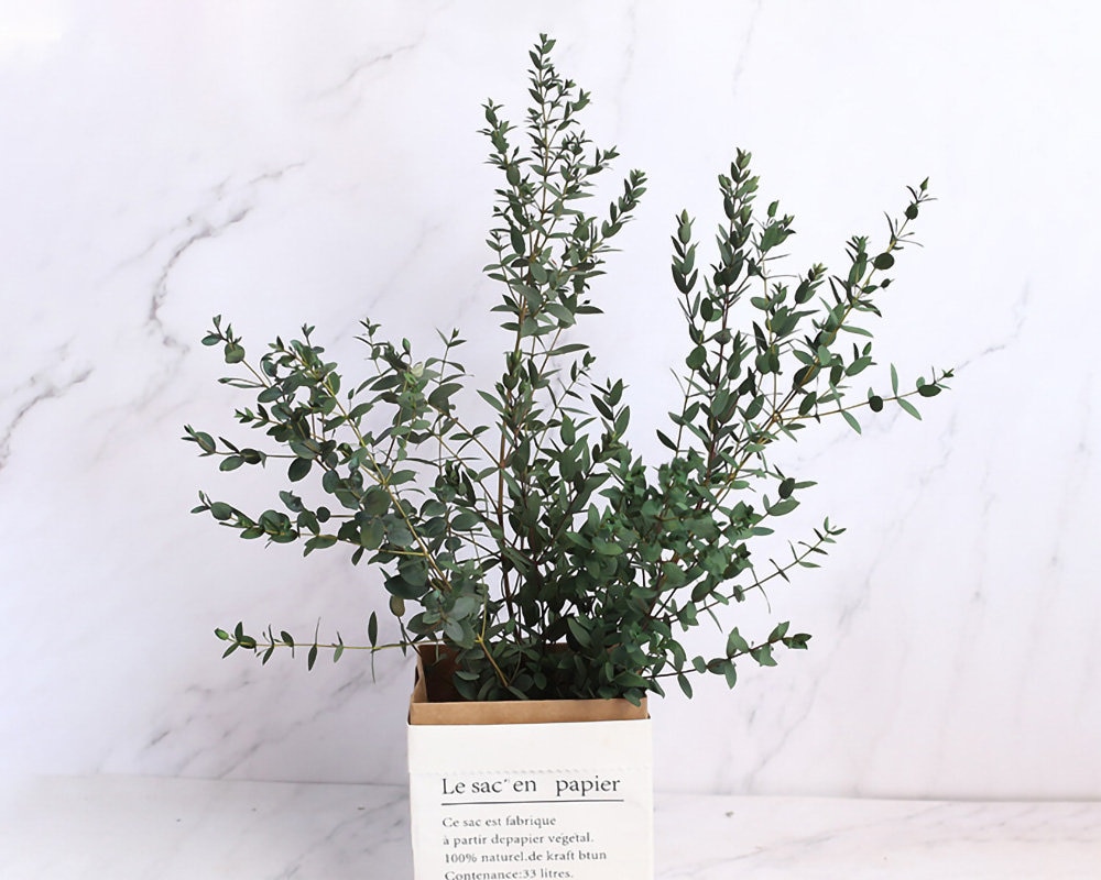 Dried Eucalyptus Leaves，preserved Eucalyptus Bunch，dried Flowers ...