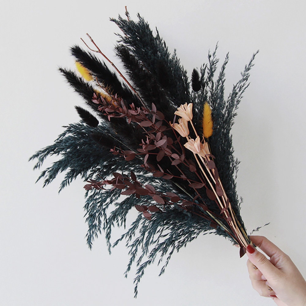 5 Pieces - 18-20 Dyed Black Preserved Dried Plume Pampas Reed Grass