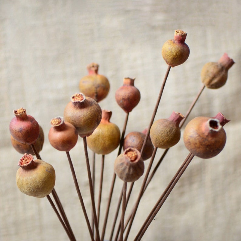 5/10 dried Pomegranate branch，natural fruits，dried flower for vase filler，boho home decor，dry flower arrangement，dry fruits decor，DIY craft image 2