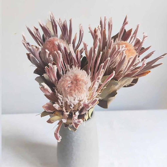 Dried Protea Flowers Stemsnatural Banksia Princess Branchesdried Flowers  Arrangementhome Decorationwedding Protea Bouquet Decor 