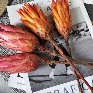 1/3/5 red pink proeat repens，dried protea branches，dried flowers arrangement，dry flowers for vase，home decor，wedding bouquet decoration