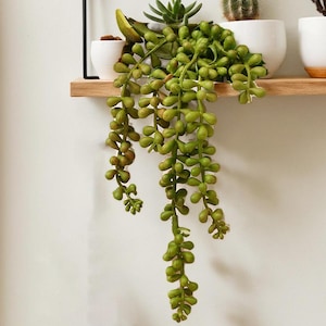 May include: A wooden shelf displays a collection of potted succulents. A trailing, green, artificial string-of-pearls plant hangs down. The succulents are in white ceramic pots, creating a minimalist and modern look for the home.