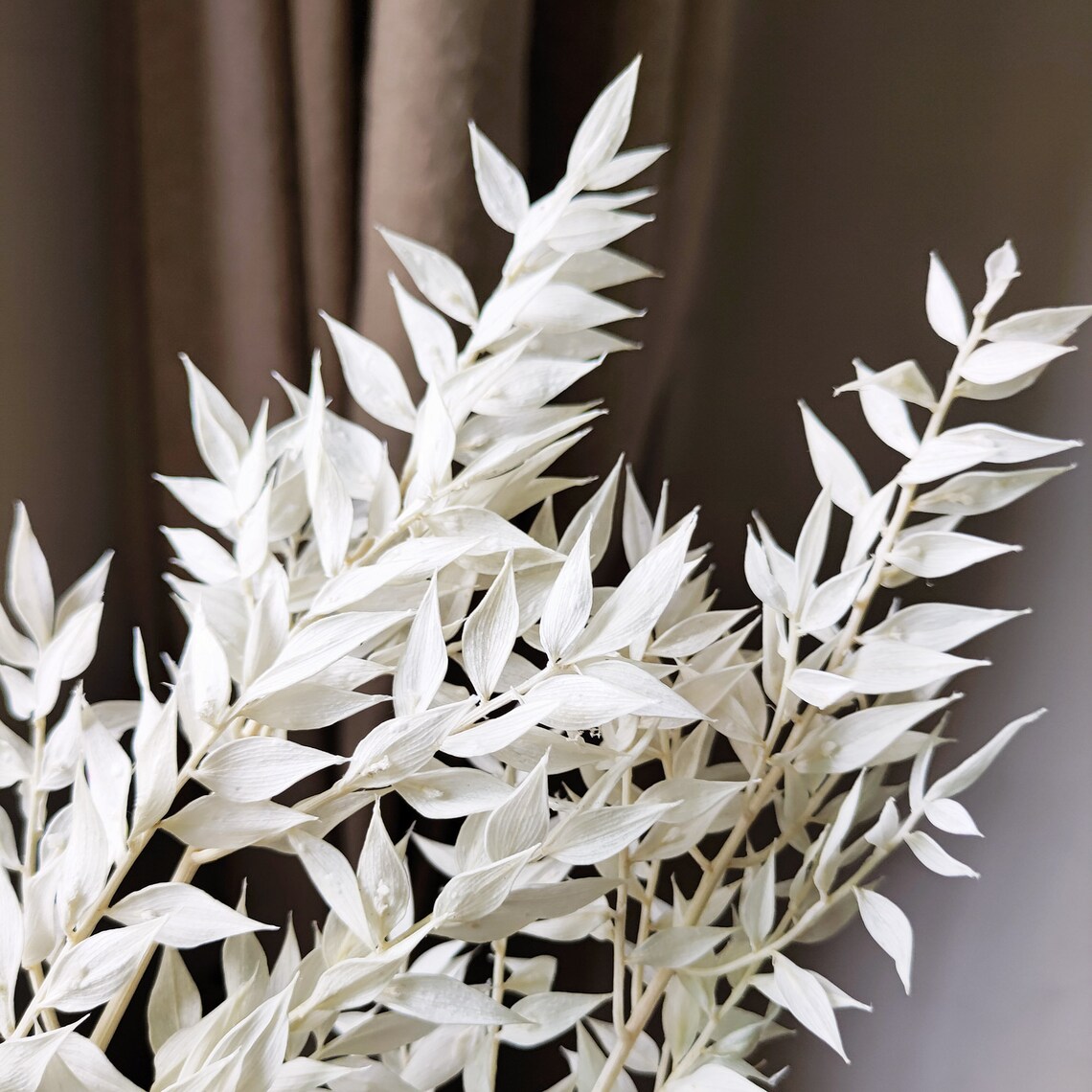 Dried Italian Ruscus Leaf Branchespreserved White Leaves Etsy