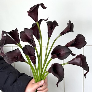 Puede incluir: Un ramo de calas moradas oscuras con tallos verdes. Las flores tienen una textura suave y aterciopelada y una forma de trompeta. El arreglo se sostiene en una mano sobre un fondo blanco.