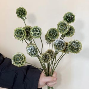10/25pcs dry Scabiosa Pod, preserved flower pods, natural flower pods, flower arrangement, vase filler, home/wedding decor, DIY craft supply
