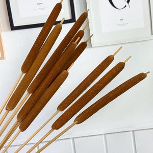 10Dry Cattail jumbo Typha stalks, dried plants natural common Cattail  dried flowers,flower arrangement dried bouquets home/wedding decor