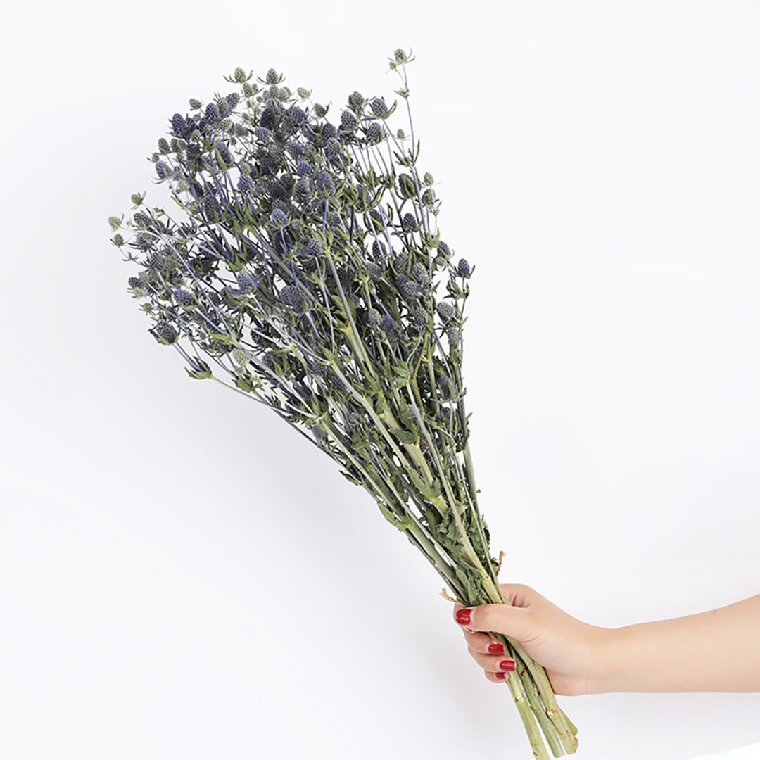 Dried Eryngium Bunchnatural Eryngium Flowerdry Flower Etsy
