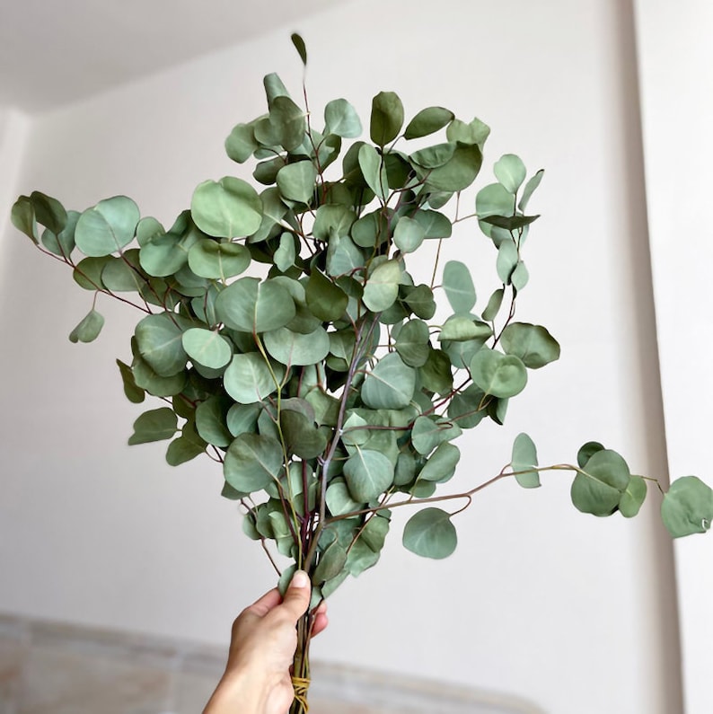 Dried silver dollar branchesdried small eucalyptus Etsy