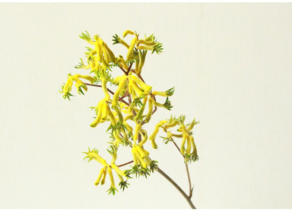 Preserved Kangaroo Flowerdry flowers branchesdried flowers Etsy