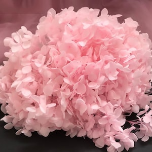 May include: A large bunch of dried pink hydrangea flowers. The flowers are delicate and have a soft, feathery texture.