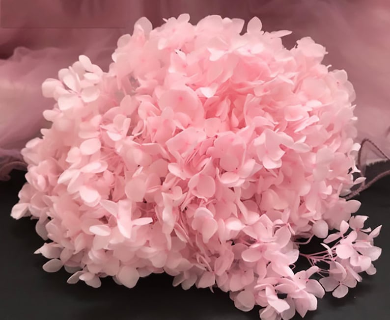 May include: A large bunch of dried pink hydrangea flowers. The flowers are delicate and have a soft, feathery texture.