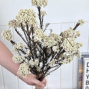 May include: A bouquet of dried white flowers with small, clustered blooms. The flowers have dark brown stems and branches, held in a person's hand. The background is a white wall and a glimpse of a bookshelf.