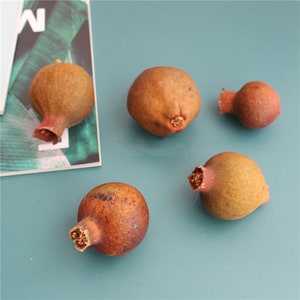 May include: Four brown dried pomegranates on a blue surface. The pomegranates are different sizes and shapes.