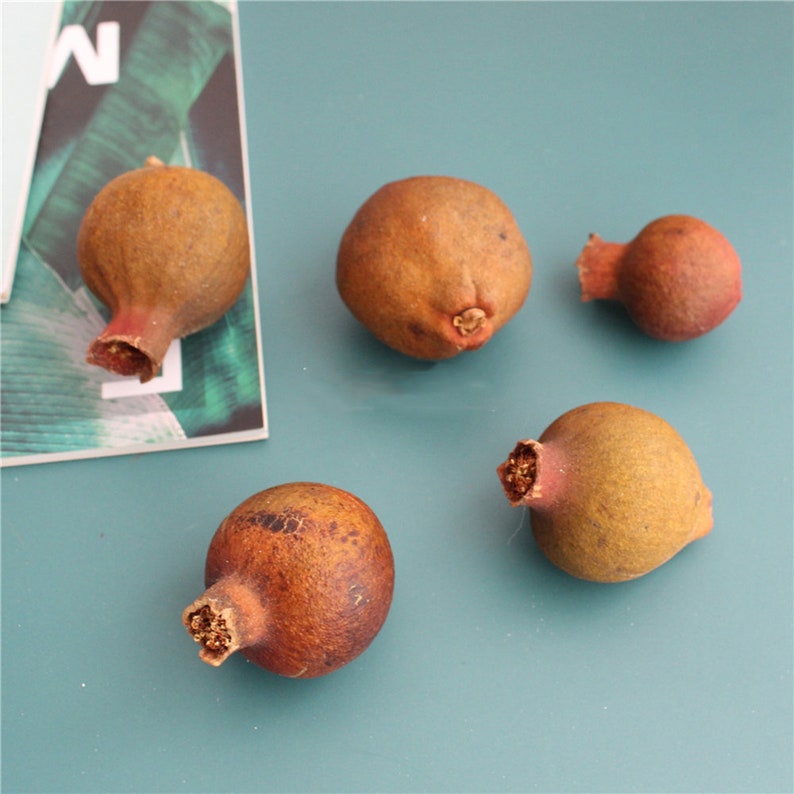 May include: Four brown dried pomegranates on a blue surface. The pomegranates are different sizes and shapes.