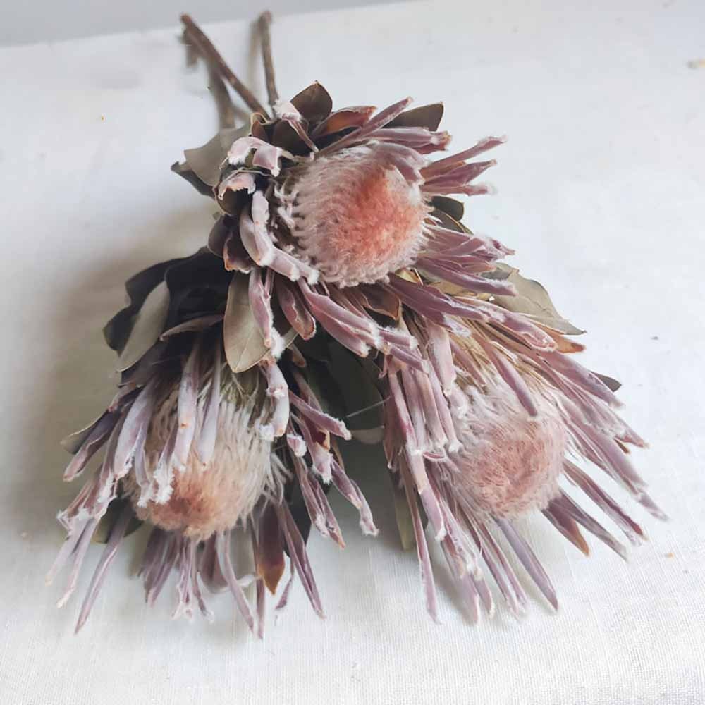 Dried Protea Flowers, 5stems Dried Florals by BLOOMINGFUL FLOWERS