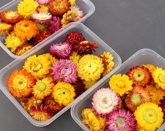 Boxed strawflower heads, carefully selected boxed helichrysum heads, dried flowersheads，DIY materials ,craft supports ,home  decor
