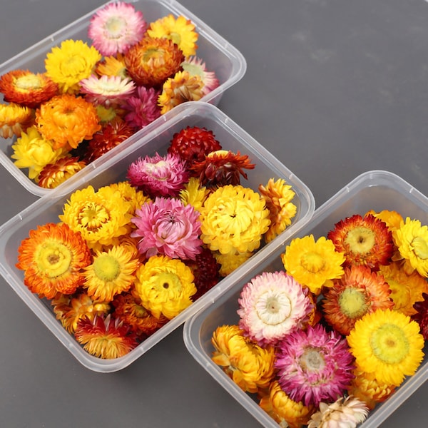 Boxed strawflower heads, carefully selected boxed helichrysum heads, dried flowersheads，DIY materials ,craft supports ,home  decor