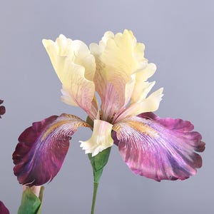 May include: A close-up of a large iris flower with a mix of colors. The petals are a blend of yellow, purple, and white, with delicate veining. The flower has a green stem and is set against a gray background.