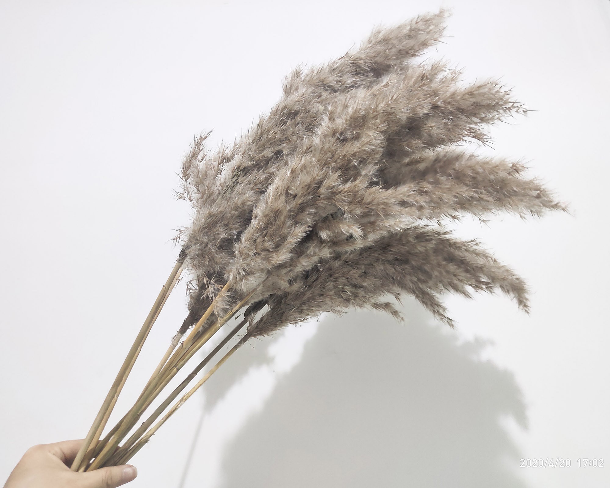 10 /20x dried pampas grass 24 tall natural dried Etsy