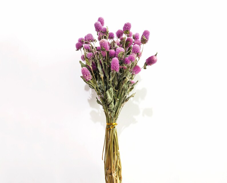 Dry Gomphrena Flower Globe Amaranth Primary Color Etsy