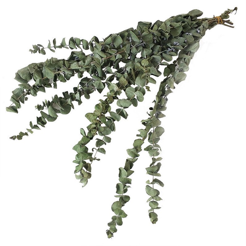 Dried Eucalyptus Brancheseucalyptus Branches for Dried Floral Etsy