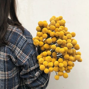 dried craspedia 18 "tall，dried billy balls，natural billy buttons。dried flowers arrangement，wedding floral decor，home decor