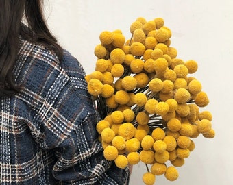 getrocknete Craspedia 45 cm groß，getrocknete Billy Bälle，natürliche Billy Buttons，getrocknete Blumen Arrangement，Hochzeit Blumendekor，Wohnkultur