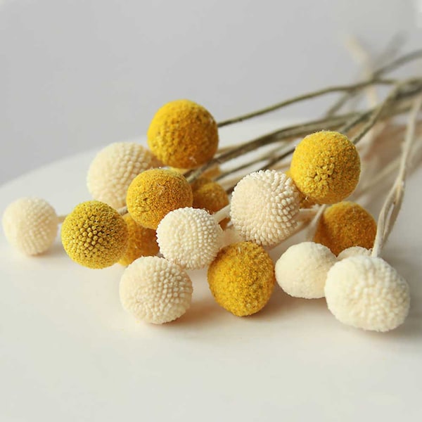 natural dried craspedia flowers， 18 ” white billy balls，dried flowers arrangement，DIY craft supply，home decoration，wedding flowers decor