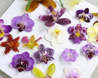18 Type resin orchid flowers，Real Butterfly Orchid Flower，DIY Jewelry/earrings/necklace/charms making supplies，natural dried flower earring