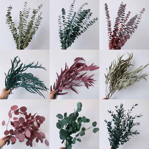 8 tipos diferentes de ramas de eucalipto, hojas secas de eucalipto