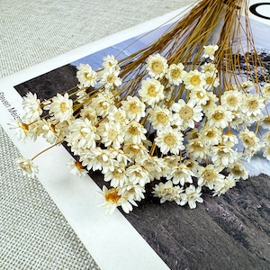 Flores de estrella secas, arreglos florales secos, flores para jarrones, materiales para manualidades, materiales florales DIY para velas, jabón, joyería de resina.