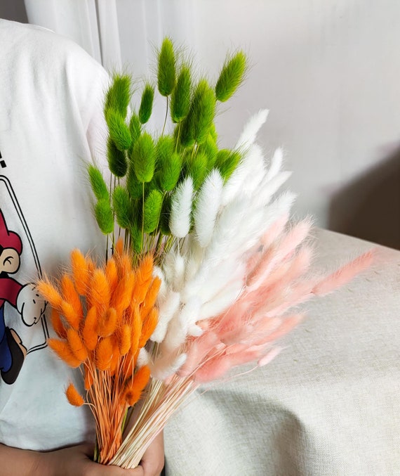 4 Color Dried Bunny Tail Grass natural Lagurus Ovatus - Etsy