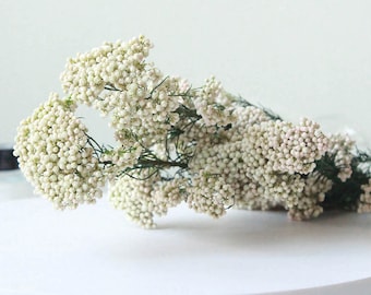 dried ricer flowers bunch，dry Australia rice flowers，dried flowers arrangement，home decor，wedding flowers decor，DIY floral supply，home decor