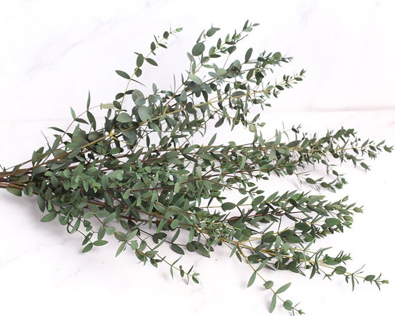 30 Rami Di Eucalipto Artificiale Con Foglie E Frutti - Verde - Decorazione Floreale Fai Da Te