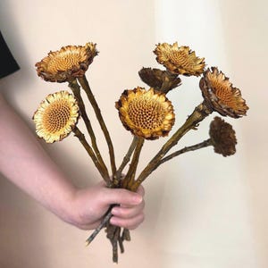 2/5 dried protea Sunflower，natural dried flowers ，African protea，dried flowers arrangement，home decor，wedding flowers decor，DIY craft supply