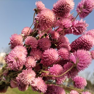 dried pink  Gomphrena flowers，dried flowers arrangement，craft materials for dried bouquet，garland，scented candle，craft support  home decor