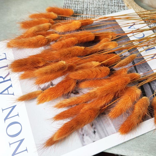 dark orange lagurus grass，dried bunny tails grass bundle，grass bouquet for vase， DIY craft support，wedding grass decor