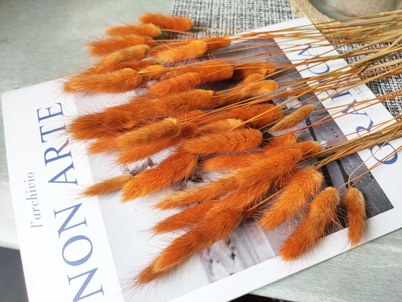 dark orange lagurus grassdried bunny tails grass bundlegrass bouquet for vase DIY craft supportwedding grass decor image 1