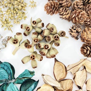Op de afbeelding: Een assortiment gedroogde natuurlijke elementen, waaronder dennenappels, zaaddozen en eucalyptuspeulen, gerangschikt op een wit oppervlak. De kleuren variëren van lichtbeige tot diepbruin en blauwgroen, wat een rustieke en organische esthetiek creëert.
