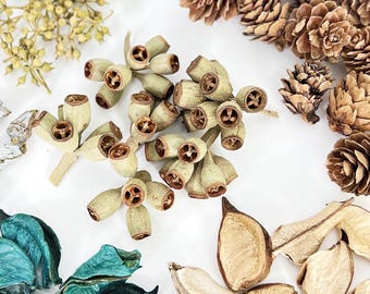 12 type dried Seed Pods， DIY craft supplies for garlands/frame/handcraft/jewelry，Homemade Potpourri，handcraft material，natural botanicals