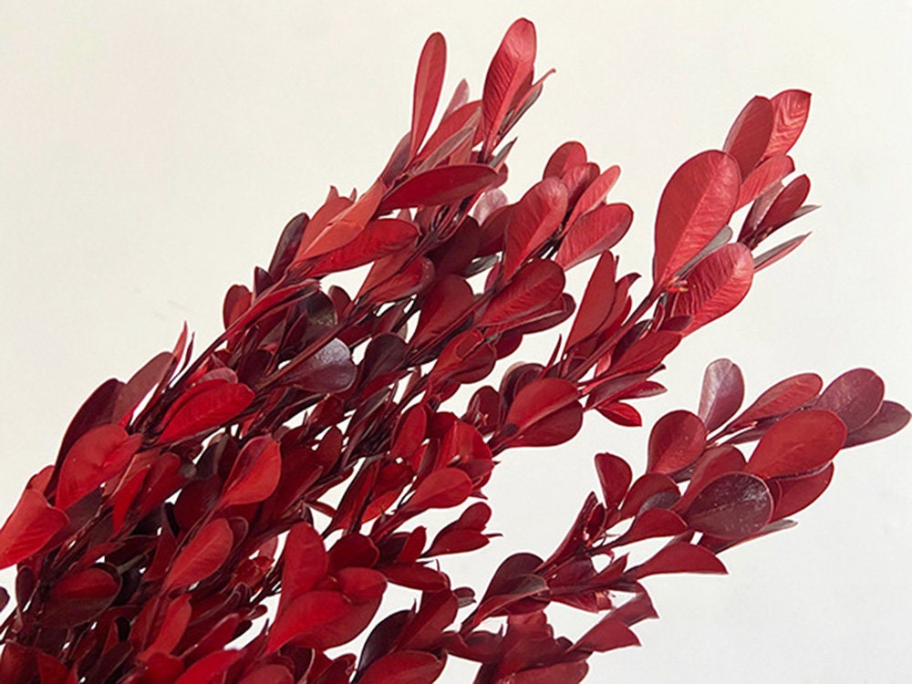 Dried Boxwood Branchesdried Boxwood for Door Wreathsdried Etsy