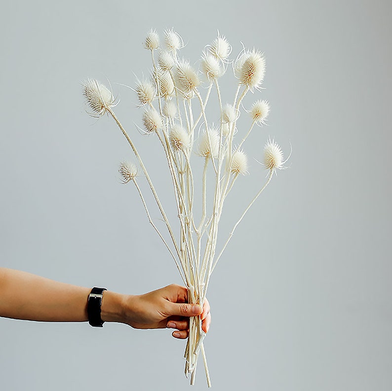 White Lagre Eryngium Bunch Dried Eryngium Flowers Etsy