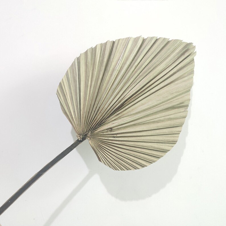 5x prune dried palm spearsmall natural palm leaves fandried Etsy