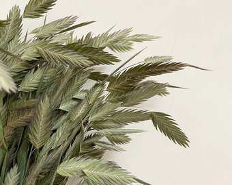 May include: A bunch of dried green grass with long, thin blades. The grass is arranged in a fan shape, with the tips of the blades pointing towards the right side of the image.